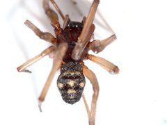 Steatoda grossa