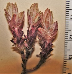 Sedum radiatum radiatum