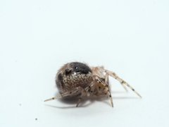 Sardinidion blackwalli