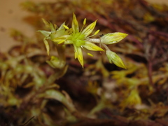 Sedum radiatum radiatum