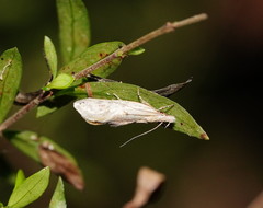 Thema argoptera