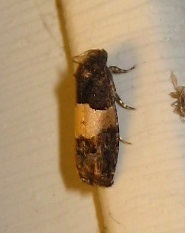 Epiblema tripartitana