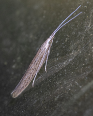 Coleophora quadruplex