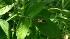 Zelus ruficeps