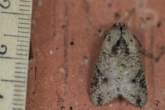 Purius superpulverea