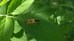 Zelus ruficeps