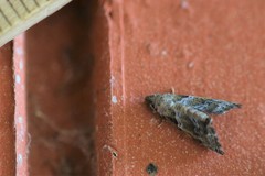 Abablemma bilineata