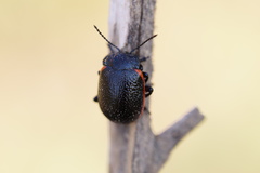 Stichoptera
