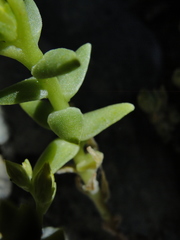 Sedum radiatum radiatum