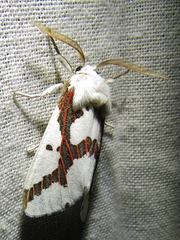 Euerythra phasma