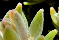 Sedum radiatum radiatum
