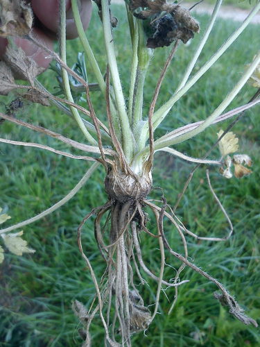 Gumbuotasis vėdrynas nuotrauka