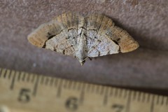 Frederickia flaviterminata