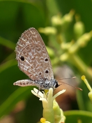 Hemiargus hanno hanno