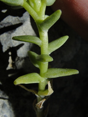 Sedum radiatum radiatum