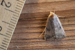 Micrathetis triplex