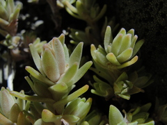 Sedum radiatum radiatum