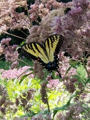 Papilio glaucus