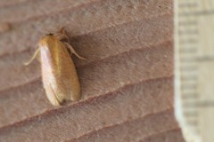 Sparganothis demissana