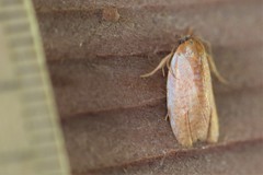 Sparganothis demissana