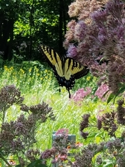 Papilio glaucus
