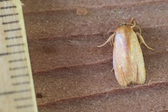 Sparganothis demissana