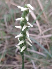 Spiranthes magnicamporum