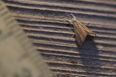 Glaphyria peremptalis