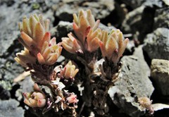 Sedum radiatum radiatum