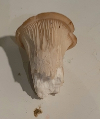 Pleurotus cornucopiae