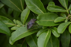 Halyomorpha halys