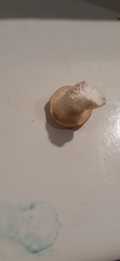 Pleurotus cornucopiae