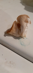 Pleurotus cornucopiae