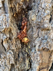 Dendroctonus