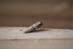 Hypatopa punctiferella