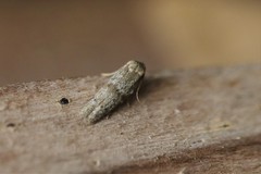 Hypatopa punctiferella