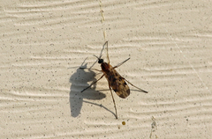 Sylvicola fenestralis