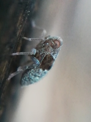 Megamelodes quadrimaculatus