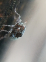 Megamelodes quadrimaculatus