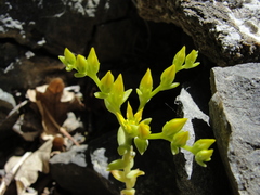 Sedum radiatum radiatum