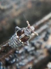 Megamelodes quadrimaculatus