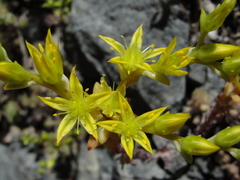 Sedum radiatum radiatum