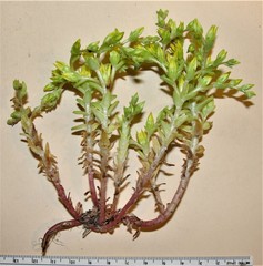 Sedum radiatum radiatum