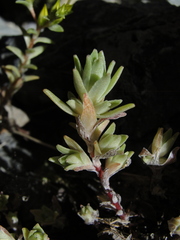 Sedum radiatum radiatum
