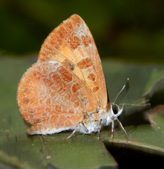 Feniseca tarquinius