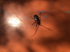 Stenaspis verticalis insignis