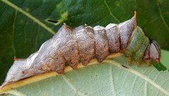 Schizura ipomaeae