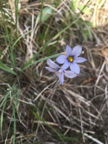 photo of Prairie Blue-eyed Grass (Sisyrinchium campestre)