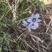 photo of Prairie Blue-eyed Grass (Sisyrinchium campestre)