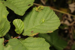 Taphrina tosquinetii